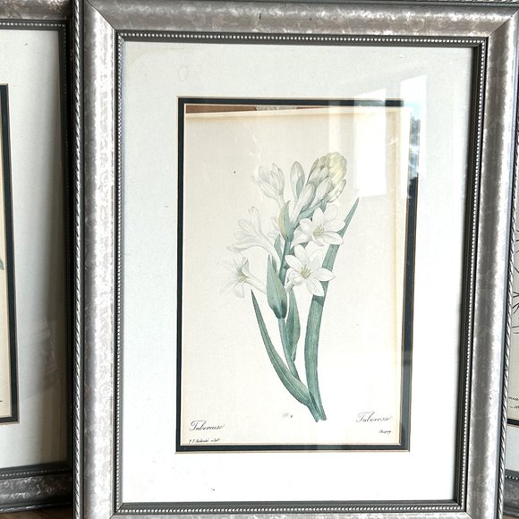 Pierre Joseph Redbouteset of 5 prints